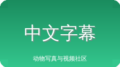 中文字幕